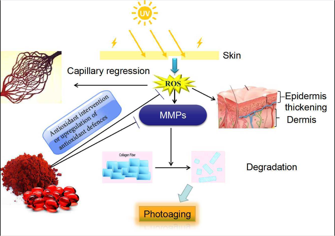 艾詩特蝦青素 艾詩特蝦青素