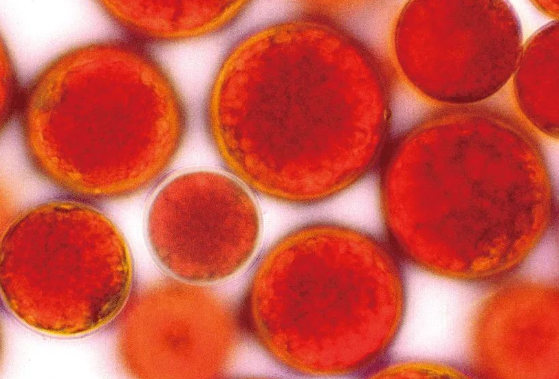 艾詩(shī)特蝦青素