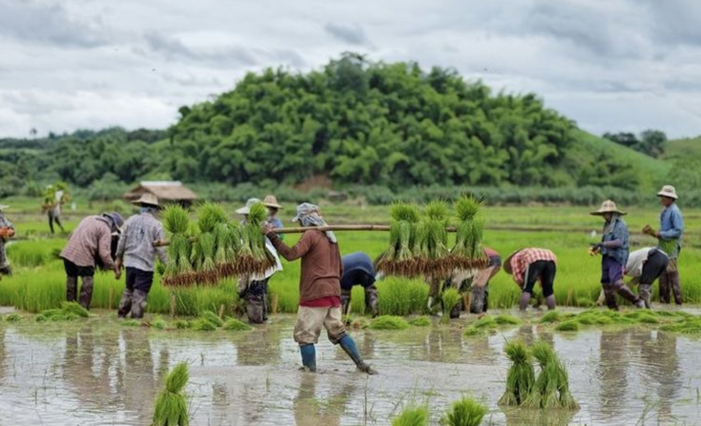 艾詩(shī)特蝦青素 艾詩(shī)特蝦青素