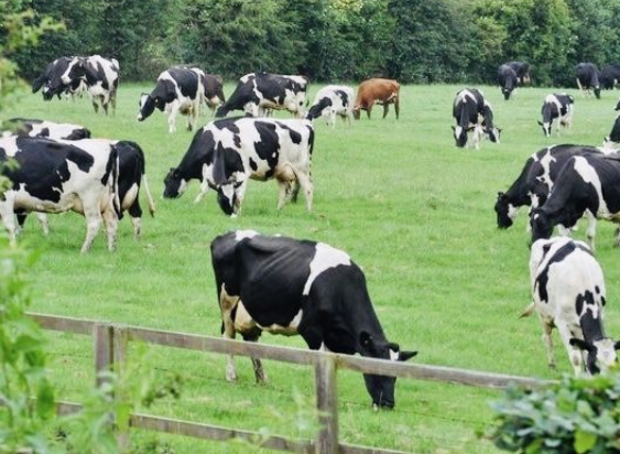 艾詩(shī)特蝦青素 艾詩(shī)特蝦青素