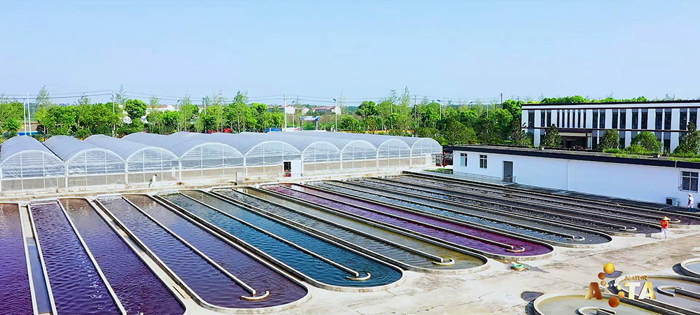 艾詩特蝦青素 艾詩特蝦青素