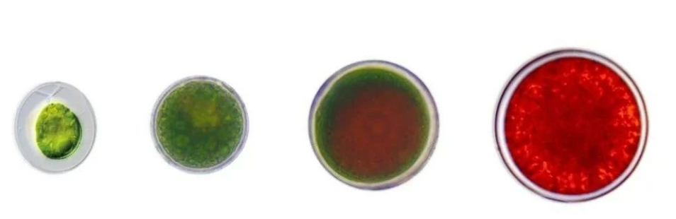 艾詩特蝦青素 艾詩特蝦青素