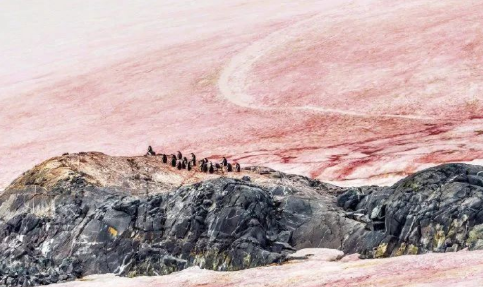 艾詩特蝦青素 艾詩特蝦青素