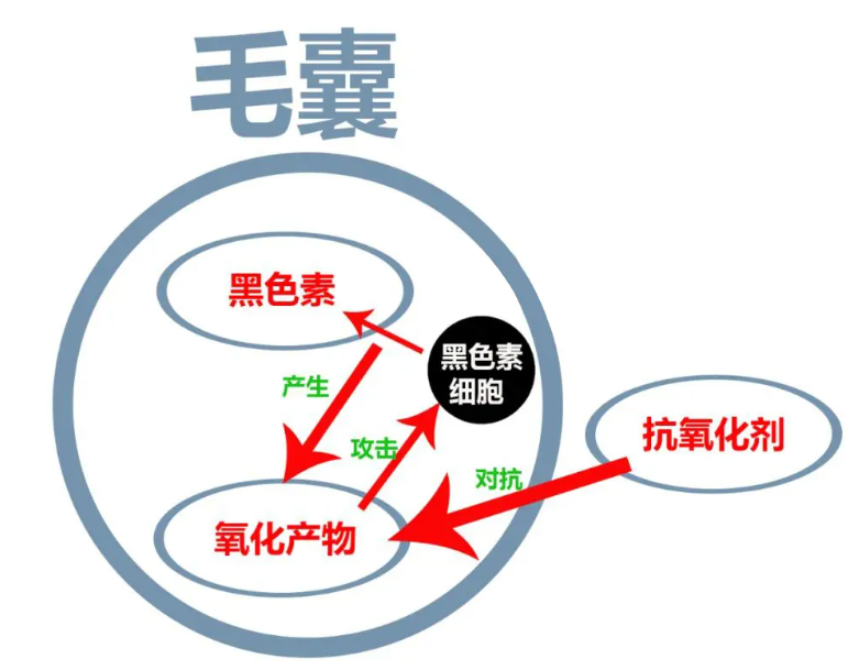 艾詩特蝦青素 艾詩特蝦青素