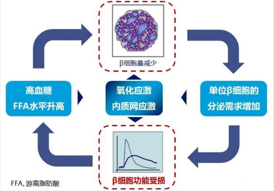 艾詩(shī)特蝦青素