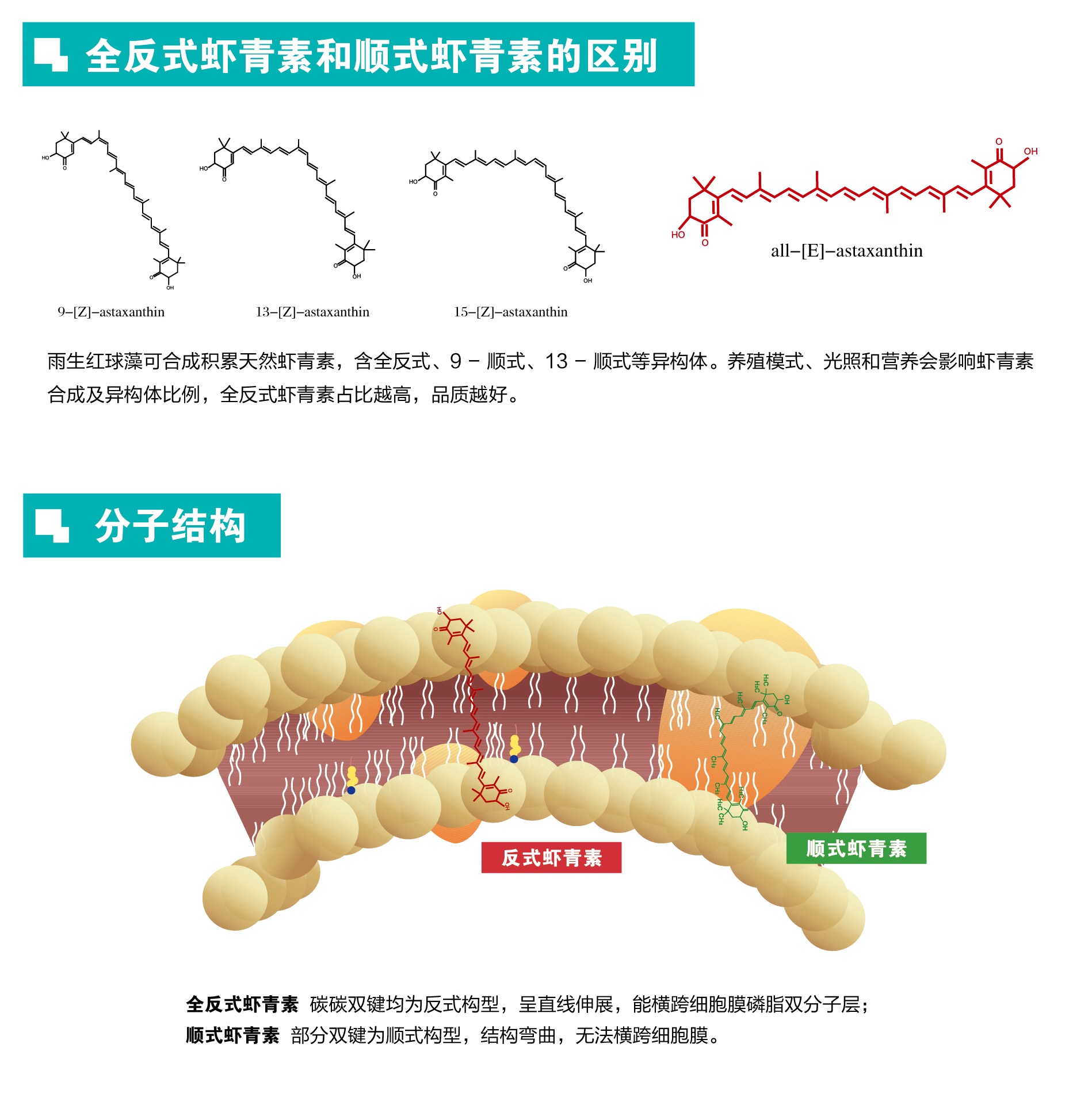 艾詩特蝦青素