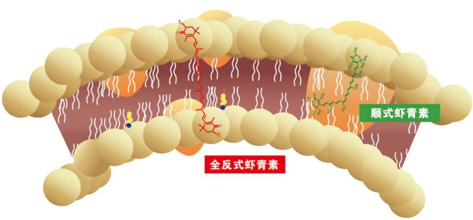 艾詩(shī)特蝦青素